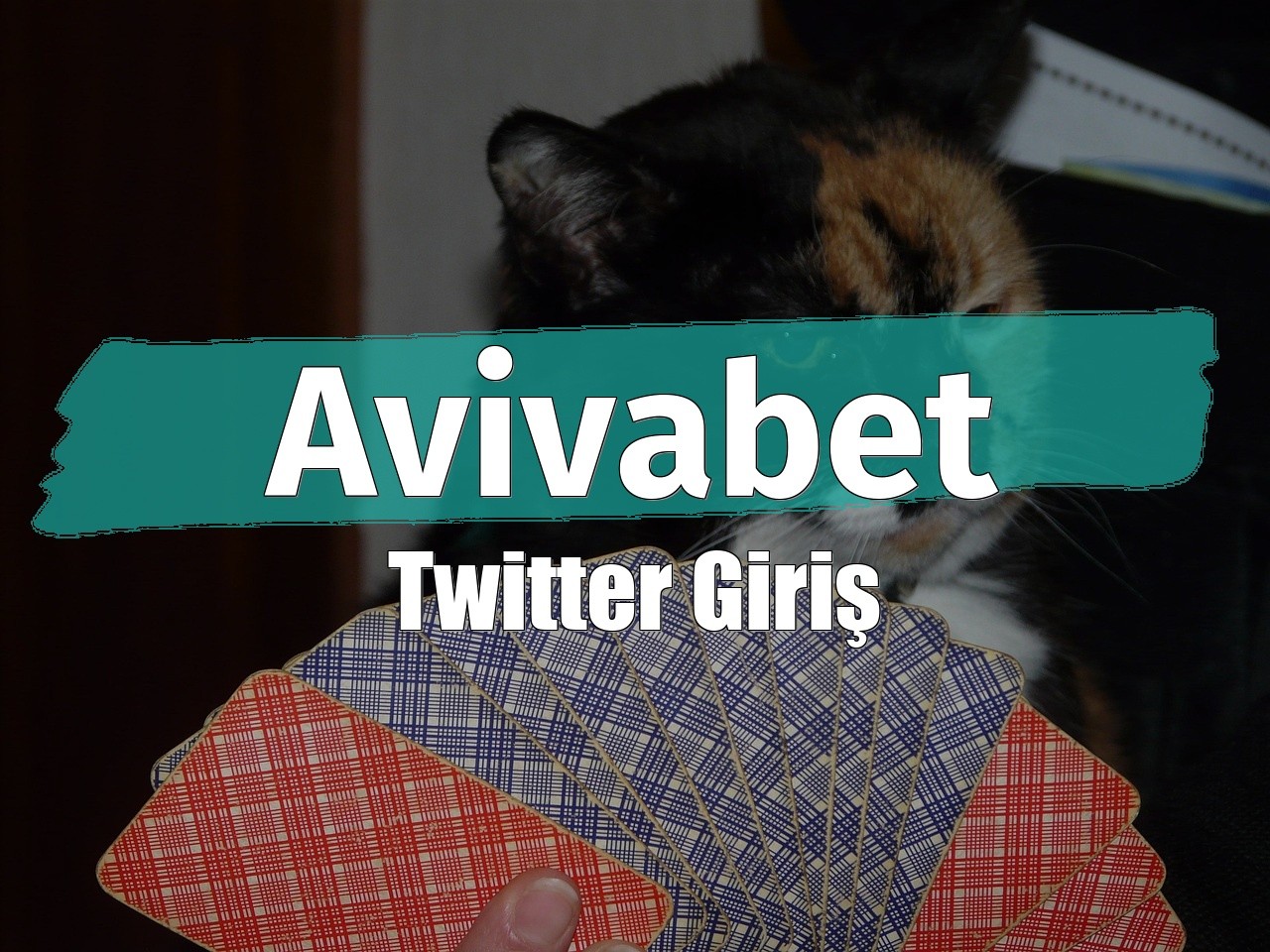 Avivabet Twitter Giriş